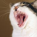 猫が遠吠えのような鳴き方をする4つの理由と対策