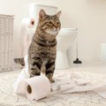 猫がトイレ以外で排泄してしまう原因と対策