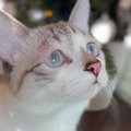 窓のそばで何かを見つめる猫…その『美しすぎる瞳』に心奪われると9万6…