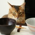 かわいい猫の箸置きおすすめ商品７選！形や素材違いでご紹介