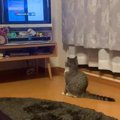 ドラマに夢中な猫さん「千倍返し」の極意を勉強する様子が注目を集める