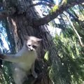 なぜ…木の上で立ち往生の猫は救助者に激おこ！何度も噛む＆パンチ
