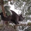 極寒の木の上に残された猫…危険な救出活動の結末は？