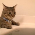 猫が『飼い主のお風呂中』に侵入した結果…興味津々な様子が面白すぎる…
