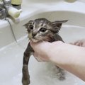 「なんだ天使か…」保護した子猫の初めてのお風呂！鳴きながらも頑張る…