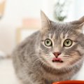 愛猫が少食で心配…考えられる原因と対処法