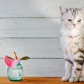 猫に精油（エッセンシャルオイル・アロマオイル）は危険！理由と種類