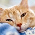猫が『うつ病』のようになってしまう原因4つ　症状や改善方法も解説