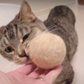 姉猫の毛玉ボールで遊ぶマンチカンの猫ちゃん♡　猫パンチしたりケリケ…