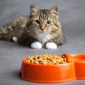 猫が食欲ない時に考えられる3つの要因