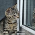 猫は『鏡に映った自分』を理解してる？鏡を見た時の反応パターン５選