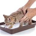 猫にトイレのしつけをする時期や方法、おすすめの商品
