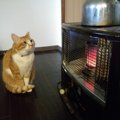 命取りになることも！猫の留守番中に注意すべき暖房器具の使用方法