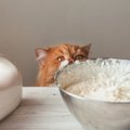 猫に『生クリーム』をあげてはだめ？牛乳と同じく下痢しちゃう？
