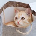 猫の飼い主は『紙袋・ビニール袋』の取扱いに要注意！3つの理由と注意…
