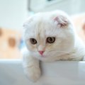 猫が『お風呂場』に入りたがる4つの理由と注意点