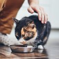 猫の『食事中』に絶対してはいけない行為4つ！止めないとどうなってし…