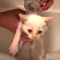 『5匹の保護子猫』を初めてのお風呂に入れてみたら…まさかのいい子す…