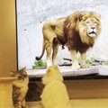 猫に『大画面でライオン』を見せた結果…まさかの反撃に”大パニック”12…