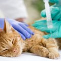 猫に必要な『予防接種』とは？予防できることや接種前後の注意点も