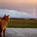 死んだ猫が行きつく場所「虹の橋」とは？