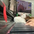 美しいピアノの旋律に乱入する猫…愛溢れる結末とは？