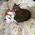 兄弟猫に猫パンチをする愛猫…理由や対処の方法