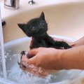 3匹の保護子猫を「初めてのお風呂」入れてみたら……『頬緩みっぱなし』…