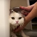 大嫌いなお風呂！全力で抵抗する猫ちゃんの結末は！？