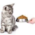 猫がご飯を「好き嫌い」しているときの5つのサインを解説　表情や態度…