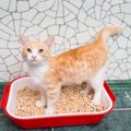 アイリスオーヤマの猫トイレおすすめ商品6選