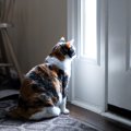 猫が『孤独』を感じているときの3つの行動と考えられる原因　どうフォ…