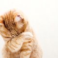 猫が『目を異常に擦る』ときの原因4つ！対処法や擦りすぎる危険性も