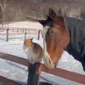 猫が馬のもとにやってくると…2匹の仲良しな光景が癒されると41万9000再生…