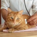 猫の腎不全を予防する7つの方法