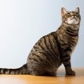 『日本で人気の高い猫種』5選　それぞれの魅力も解説！愛されているの…