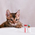 猫の『ワクチン接種』知るべき4つの情報　種類や頻度、おおよその費用…