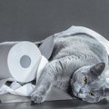 猫の「不適切な排泄」とは？獣医が教える正しい対処方法と解決への考え方