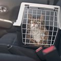 猫も『車酔い』するの？気になる症状や予防法、対処法などを解説