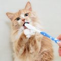 気をつけないと猫も『歯周病』に！嫌がる猫を歯磨きに慣れさせる方法3つ