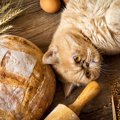 猫は『小麦粉を使った食品』を食べても大丈夫？種類別の注意点５つ