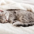 猫も「夢」を見るの？そう思いたくなる猫が寝ているときの行動と、推…