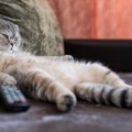 運動不足気味な猫の特徴と解消する方法３つ
