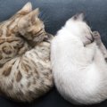 丸い猫たちの可愛い画像10選