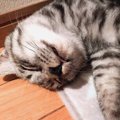 猫が一緒に寝たがる人の特徴とは？３つの共通点