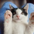 猫の巻き爪の症状とその予防について