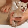 『保護した子猫』をお風呂に入れたら…過酷な野良生活から別れを告げる…