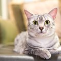 猫の妖怪…世界中にいる猫にまつわるモノノケのお話