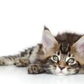 世界一大きな猫は「メインクーン」ギネスで登録されている大きさ