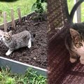 庭に現れた一人ぼっちの子猫…保護され凛とした美猫に成長！